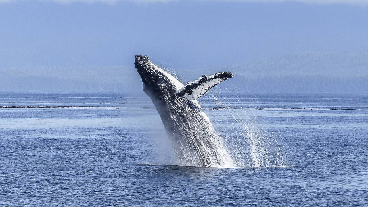 Avistamiento de ballenas en Tenerife