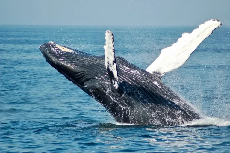 Avistamiento de ballenas y delfines en Tenerife desde 50€