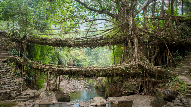 Meghalaya: cómo llegar a los puentes cultivados con raíces vivas