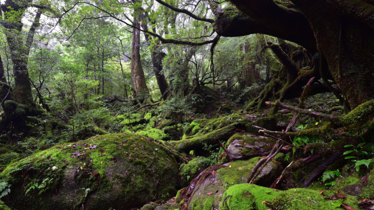 Yakushima: cómo llegar a la isla japonesa de los bosques milenarios