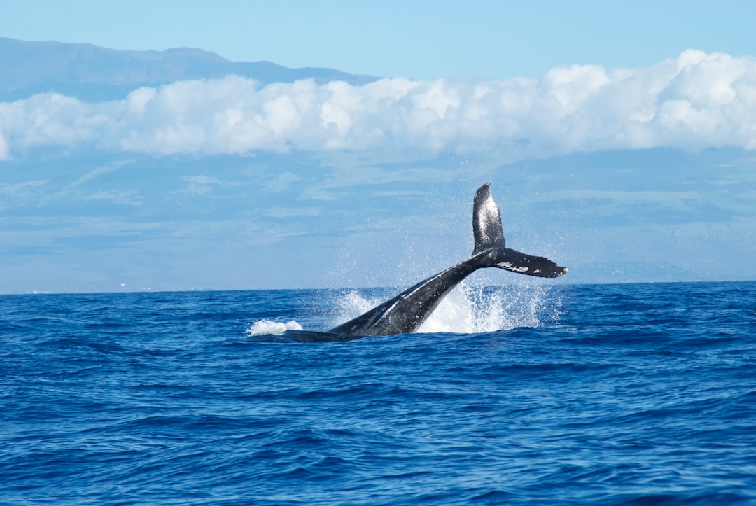 Ballena en el océano, Azores