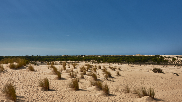 Dormir en El Rocío y recorrer los alrededores de Doñana a caballo por 172,50€ por persona