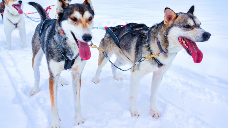 Huskies en Rovaniemi desde 110€: dos horas para conocer una granja y vivir un paseo en trineo
