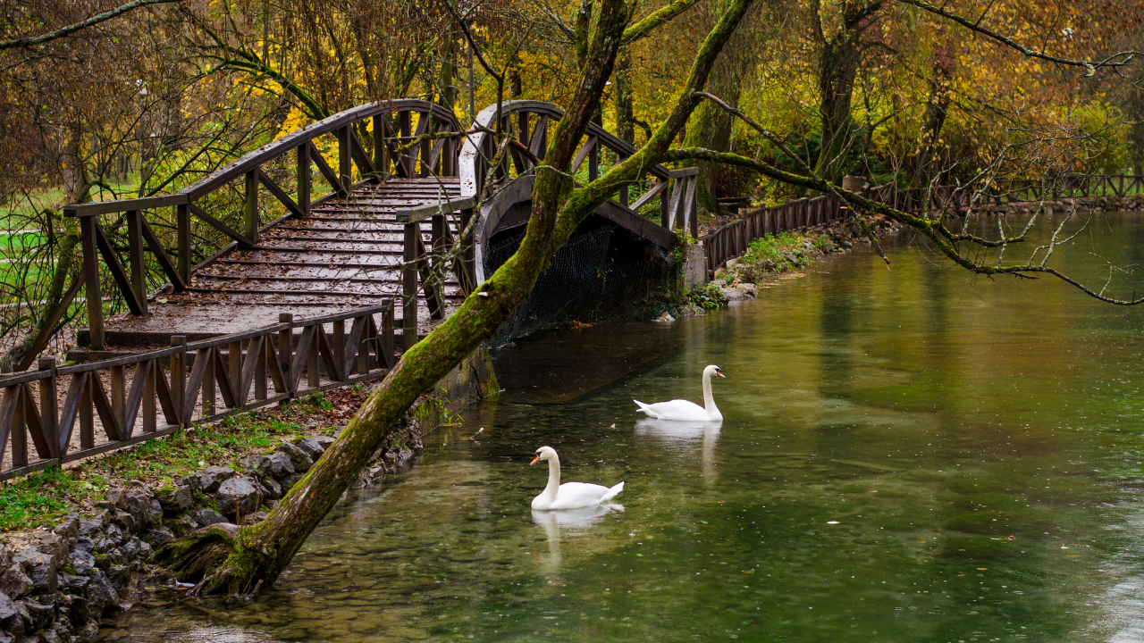 Puente de madera y cisnes en Vrelo Bosne